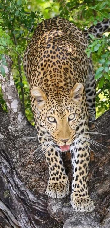 Yebo Safari Tents-Stay Inside Kruger Скукуза Экстерьер фото