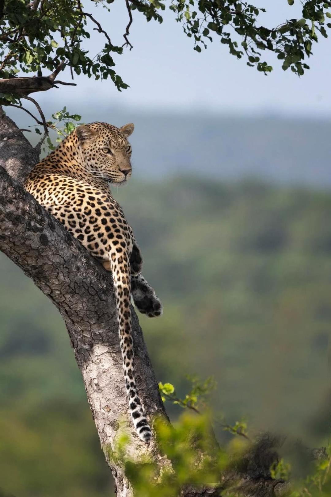 Yebo Safari Tents-Stay Inside Kruger Скукуза Экстерьер фото